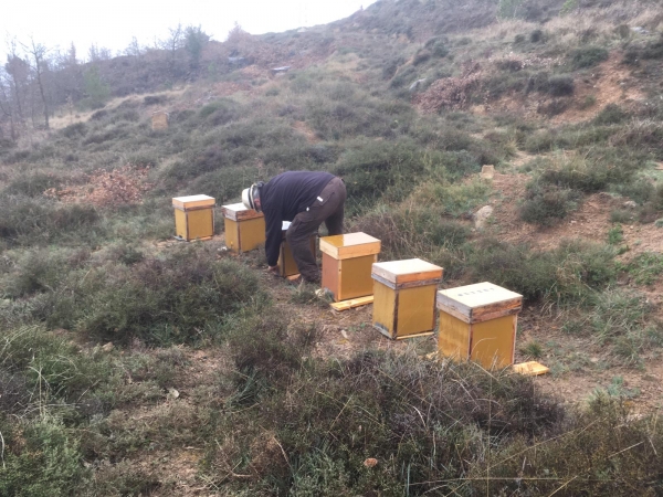 Avui 05/04/19 Primera estacio recuperacio d'abelles operativa